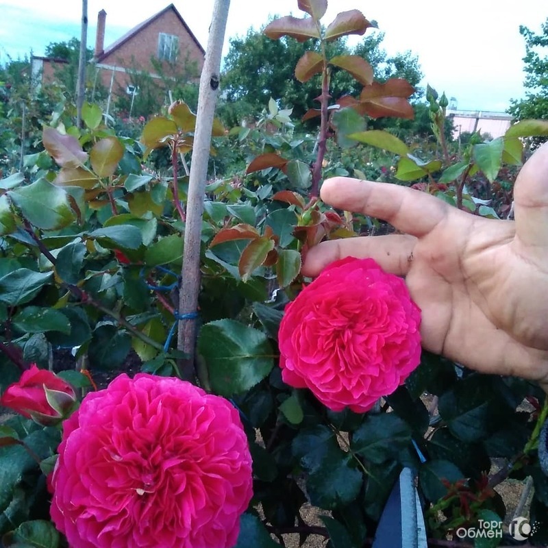 Штамбовые розы  - Фото 8