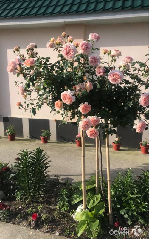Штамбовые розы  - Фото 4