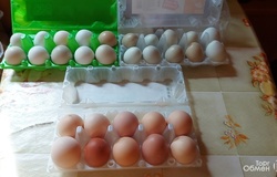 Продам: Домашнее куриные яйца. в Миассе - объявление №214081