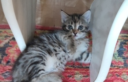 Подарю: Котик в добрые руки  в Челябинске - объявление №214239