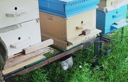 Продам: Продам ульи бу и пчел в Белгороде - объявление №215377