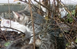 Подарю: Котята в добрые руки в Красногорске - объявление №215541