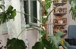 Продам: Монстера в Королеве - объявление №216551