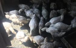 Продам: Домашние утки в Брянске - объявление №217027