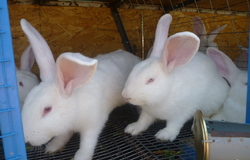 Продам: продаются кролики в Михайловке - объявление №219148