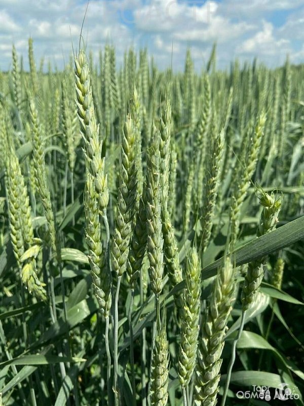 Элитные семена озимой пшеницы - Фото 1