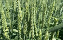 Продам: Элитные семена озимой пшеницы в Староминскае - объявление №220691