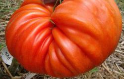 Продам: Семена томатов элитных сортов в Краснодаре - объявление №24334