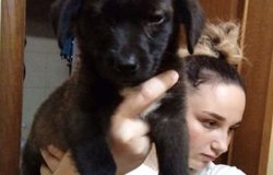 Авито Владикавказ Собаки Продажа