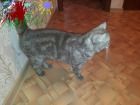 Предлагаю: вязка с британским короткошерстным котом в Воронеже - объявление №25688