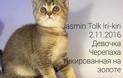 Продам: Красивые шотландские котята в Екатеринбурге - объявление №32907