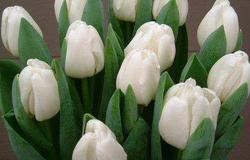 Продам: Тюльпаны оптом к 8 марта в Иркутске - объявление №34400
