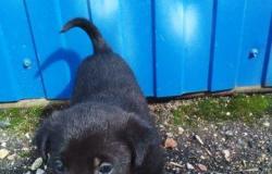 Питомцы рославля. Тихорецк питомец.