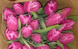 Продам: Тюльпаны, розы, мимоза оптом к 8 марта. в Владивостоке - объявление №38209