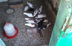 Продам: Продам голубей в Бугуруслане - объявление №404249