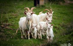 Продам: Продажа  коз в Пензе - объявление №406460