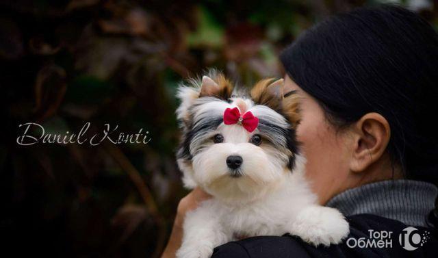 Купить Щенка Бивер В Москве Недорого