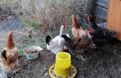 Продам: Породистые курицы в Чите - объявление №430190