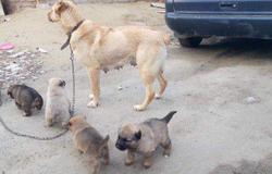 Продам: Продам шесть щенков в Белгороде - объявление №43547