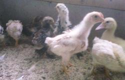 Продам: Цыплята 1 месяц в Барнауле - объявление №50633