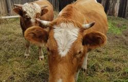 Продам: Продам корову в Бирюльке в Качуге - объявление №586599