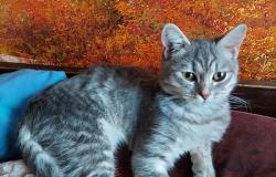 Продам: Отдам котенка в добрые руки в Воронеже - объявление №621163