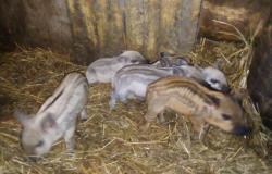 Продам: Продам свинок породы Монгалица в Шарье - объявление №686591
