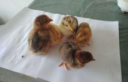 Продам: Продам цыплят. в Саратове - объявление №68939