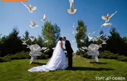 Разное: Свадебные голуби. в Екатеринбурге - объявление №75474