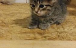 Продам: Вислоухий котик в Ясногорске - объявление №76272