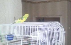 Продам: Продам попугая в Челябинске - объявление №90739
