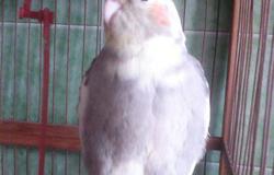 Продам: Попугай-корелла в Белгороде - объявление №99568